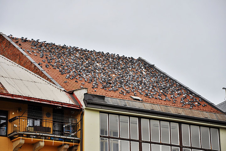 A2B Pest Control are able to install spikes to deter birds from roofs in Dundee. 