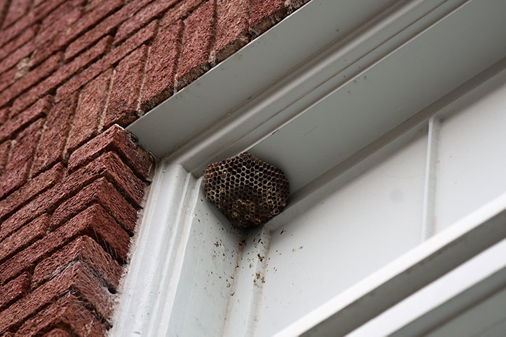 We provide a wasp nest removal service for domestic and commercial properties in Dundee.